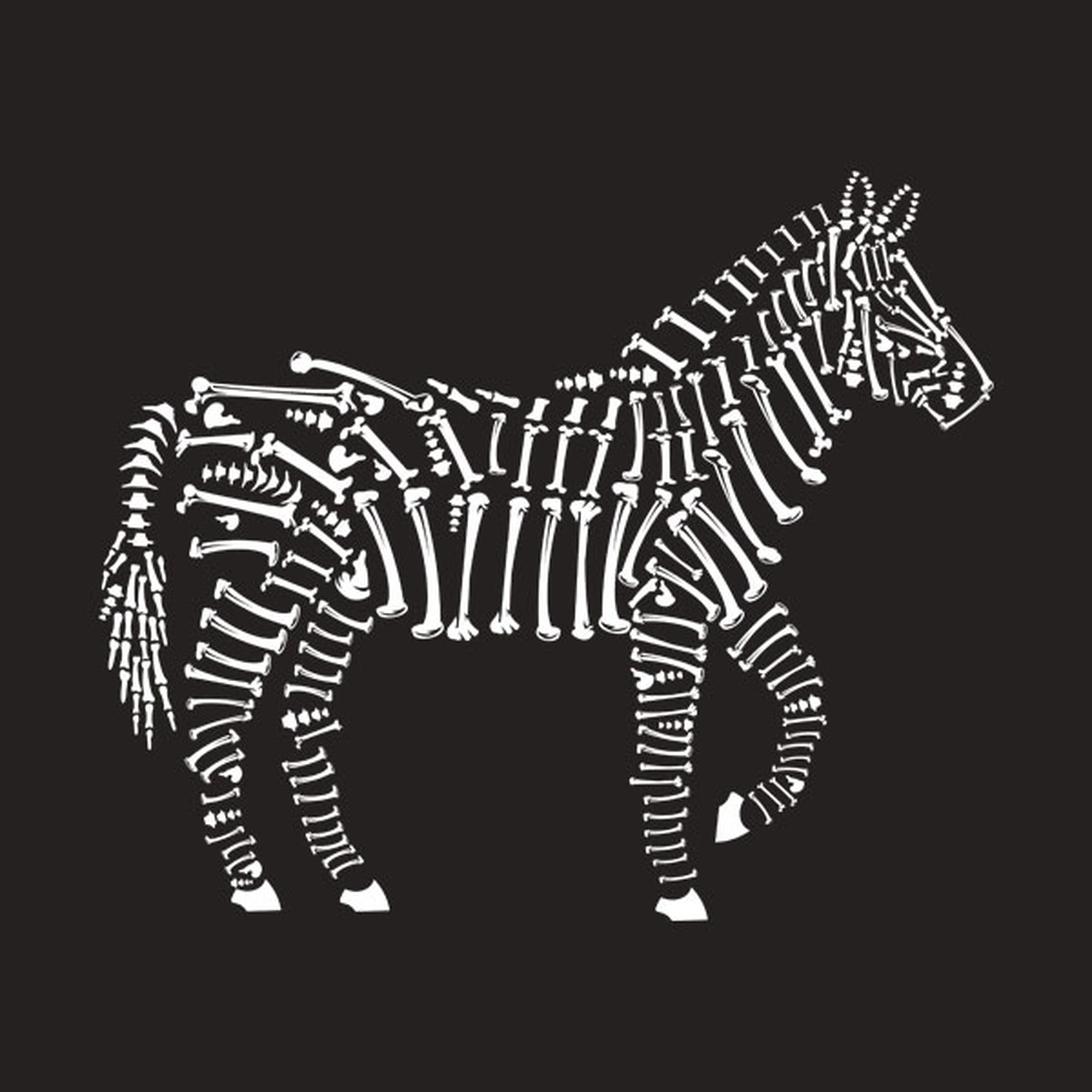 Zebra - T-shirt